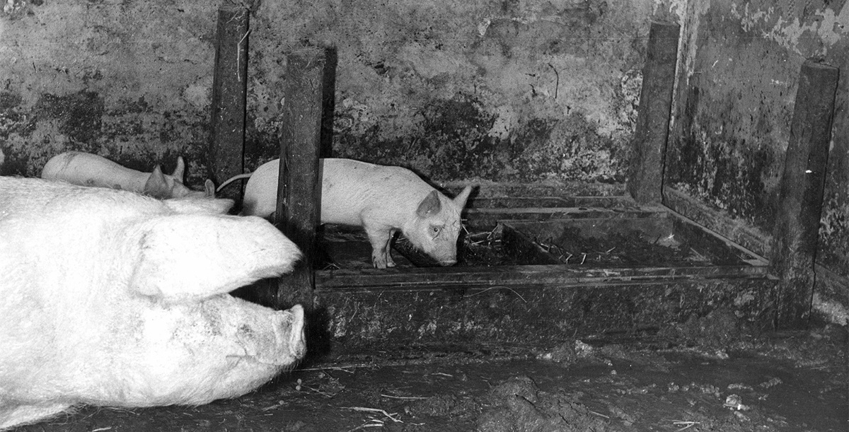 Pigs Living In The House Circa 1965 Aspect Ratio 785 400