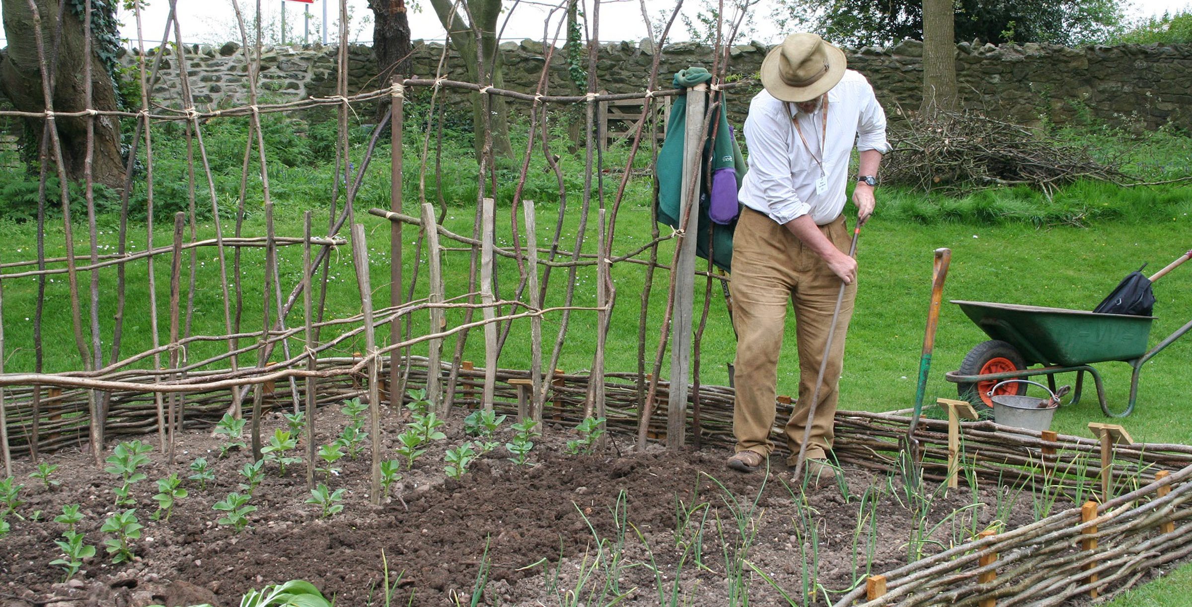 Garden Volunteer Busy In The Vegetable Garden Aspect Ratio 785 400