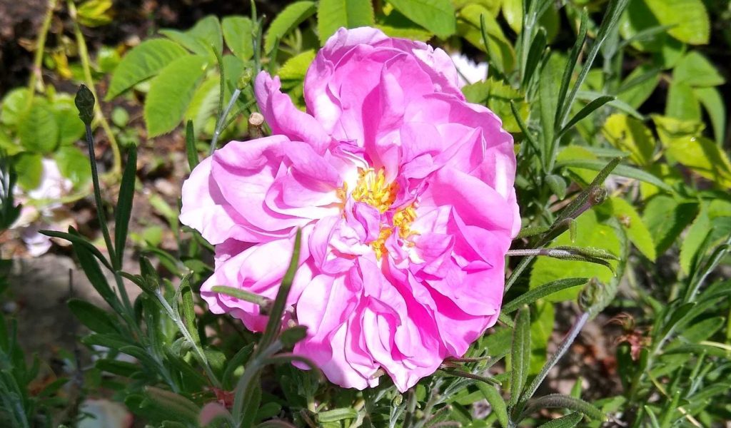 Damask Rose E1747558202174 Aspect Ratio 1024 600