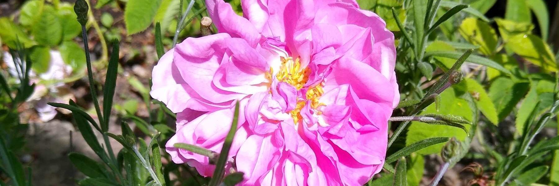 Damask Rose E1747558202174 Aspect Ratio 1800 600