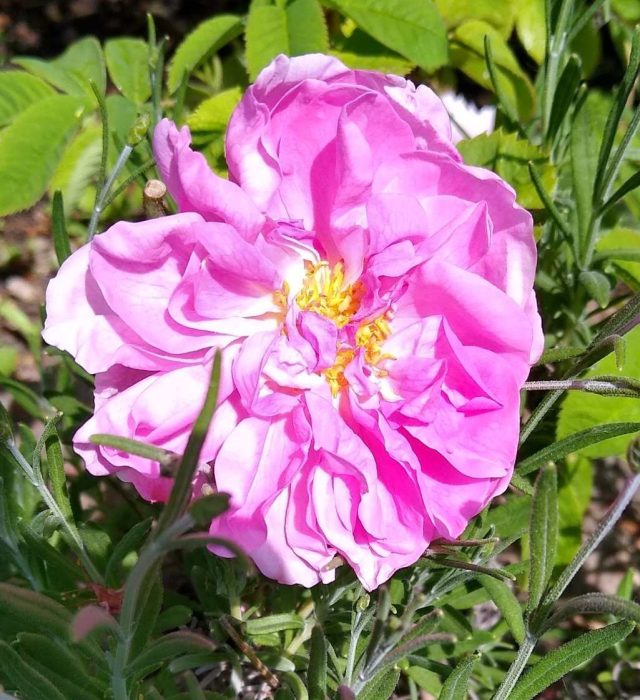 Damask Rose E1747558202174 Aspect Ratio 640 700