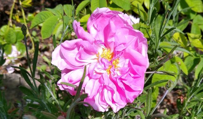 Damask Rose E1747558202174 Aspect Ratio 650 380