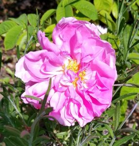 Damask Rose